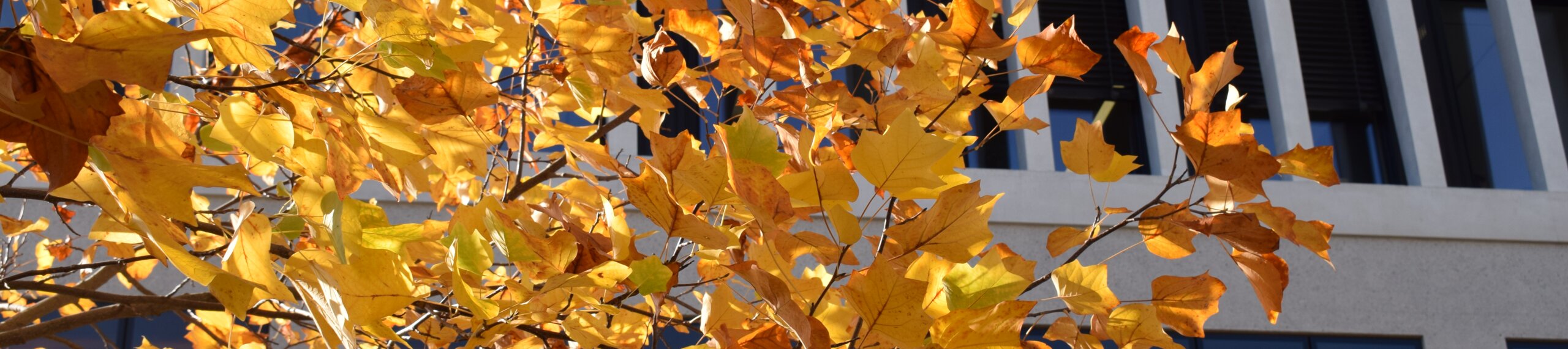 Feuilles devant bâtiment