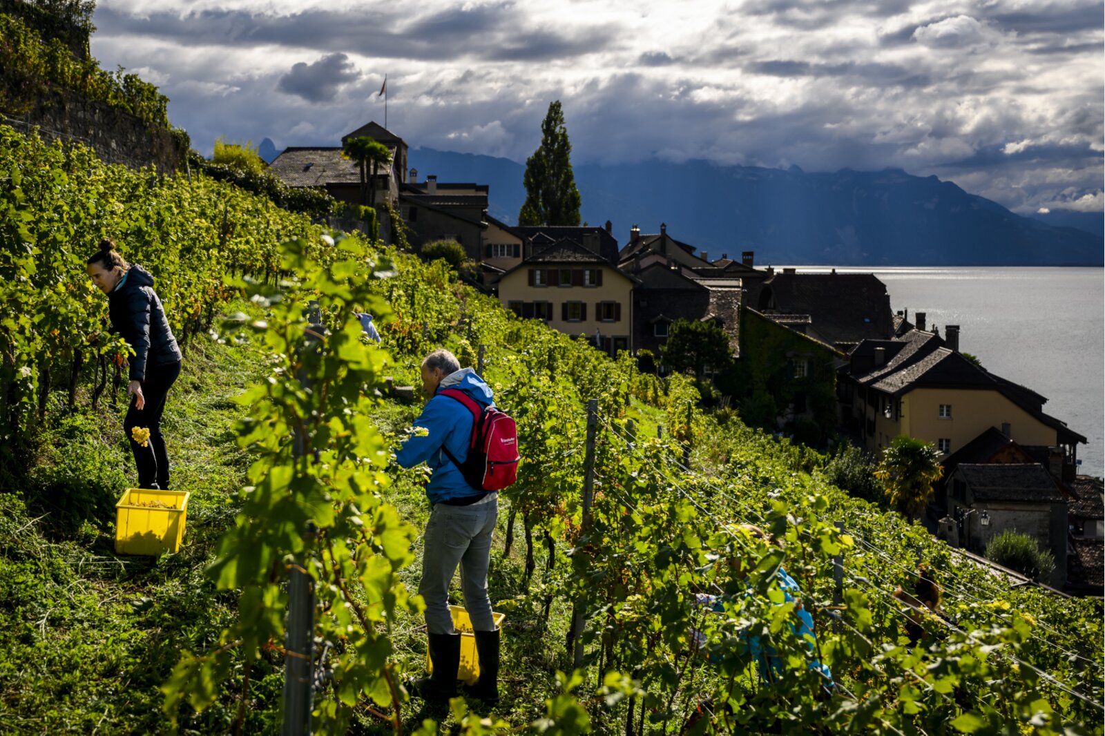 L'ordonnance sur le vin n'entrave pas la liberté économique des vignerons. (Image : Keystone)