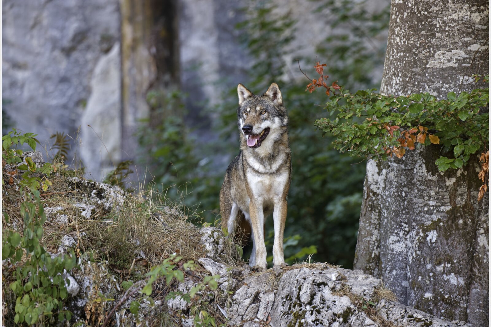 Wolves can only be killed as a last resort. (Picture: Keystone)